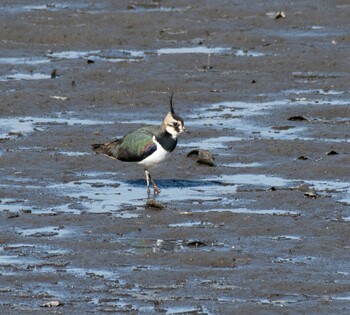 2022年2月6日(日) 渡良瀬遊水地の野鳥観察記録