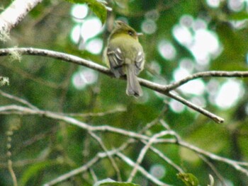 Yellow-bellied Flycatcher