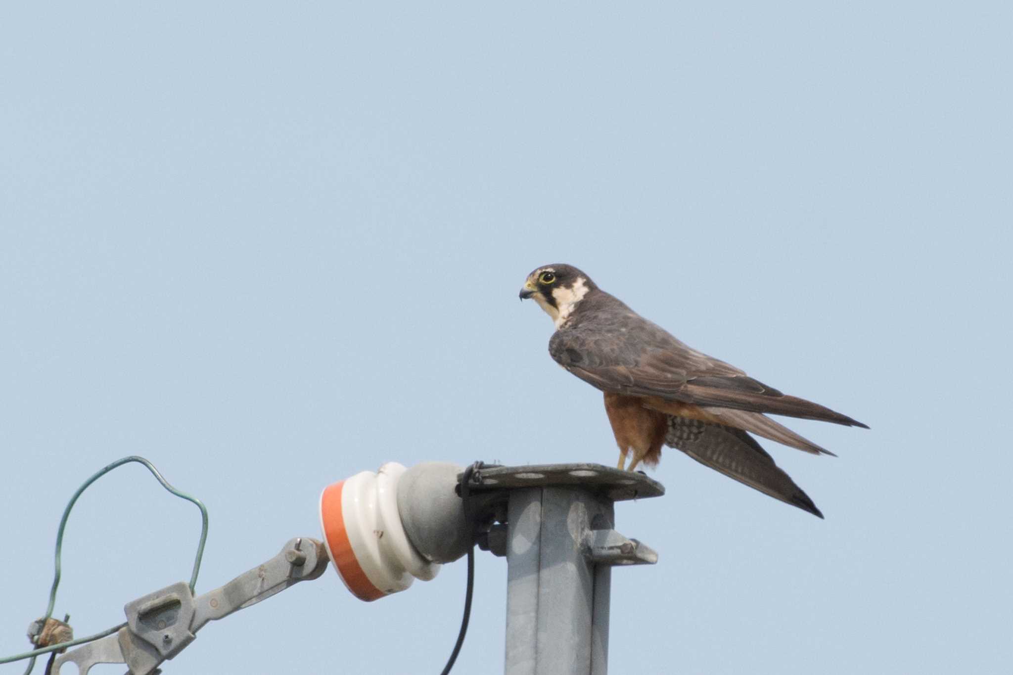 Photo of Eurasian Hobby at  by 倶利伽羅