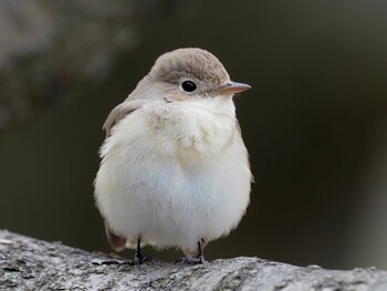 ニシオジロビタキ 於大公園 2022年1月23日(日)