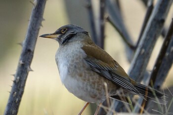 Pale Thrush 駕与丁公園 Sun, 2/6/2022