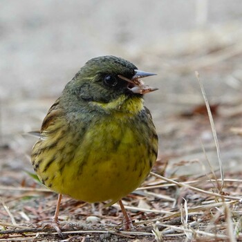 2022年2月6日(日) ロクハ公園(滋賀県草津市)の野鳥観察記録