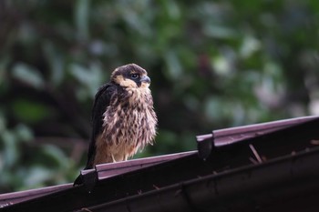 Eurasian Hobby Unknown Spots Fri, 8/18/2017