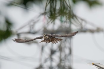 Eurasian Hobby Unknown Spots Fri, 8/18/2017