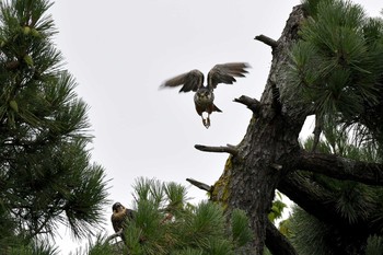 Eurasian Hobby Unknown Spots Fri, 8/18/2017