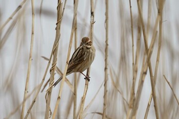 Common Reed Bunting 潟ノ内(島根県松江市) Mon, 2/7/2022