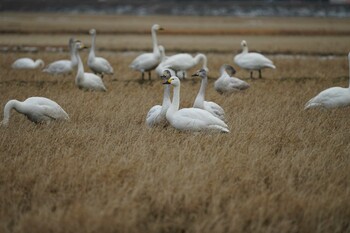 コハクチョウ 潟ノ内(島根県松江市) 2022年2月7日(月)