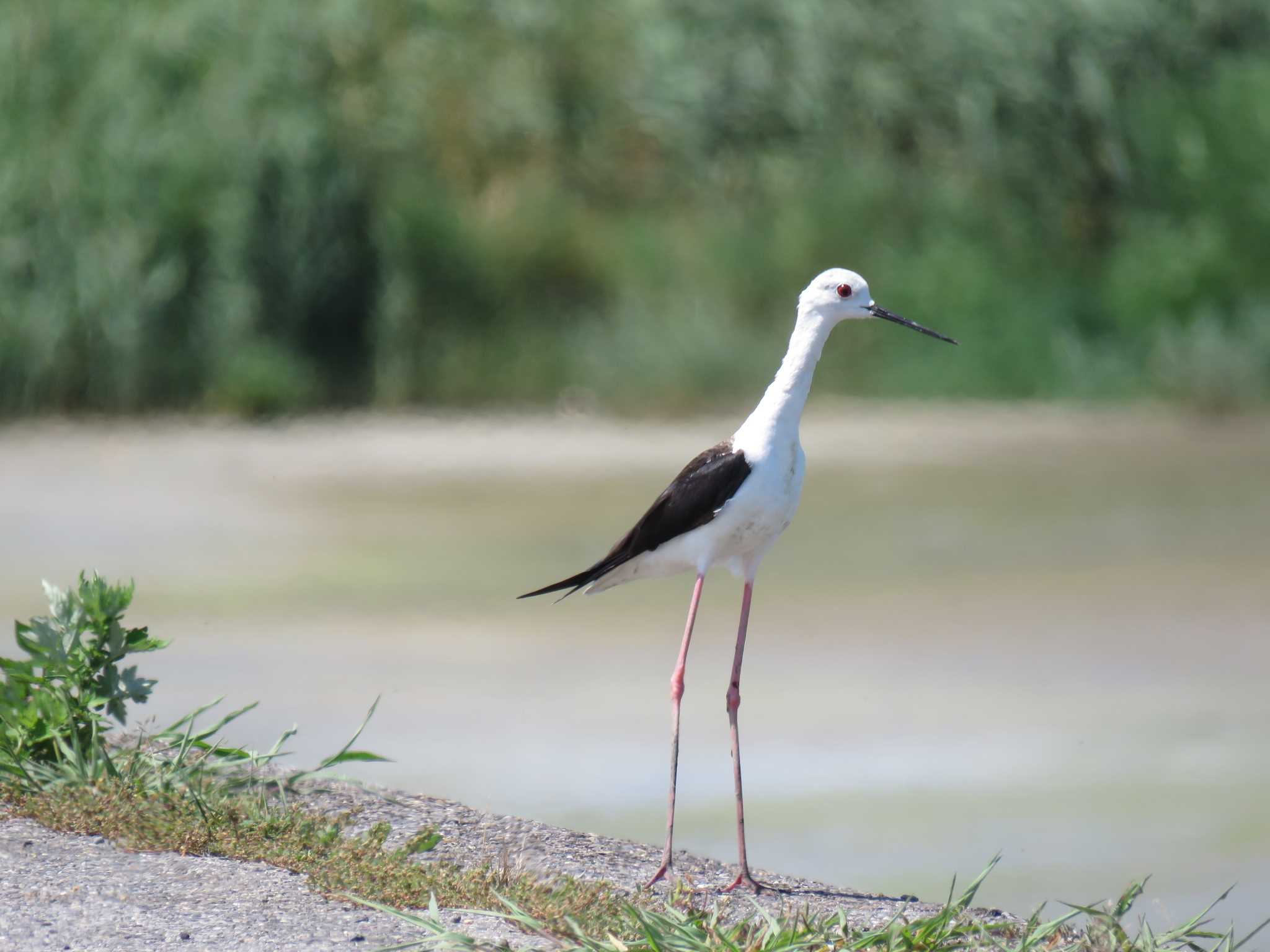 Photo of Black-winged Stilt at 愛知県 by くーちゃる