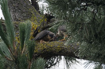 Eurasian Hobby Unknown Spots Fri, 8/18/2017