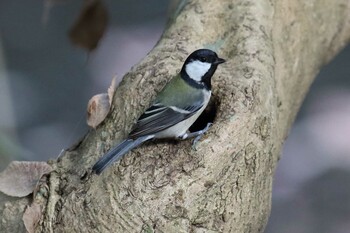 シジュウカラ 明石公園 2021年12月12日(日)