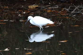 コサギ 明石公園 2021年12月12日(日)