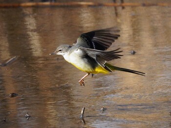 Grey Wagtail Kitamoto Nature Observation Park Sun, 2/6/2022