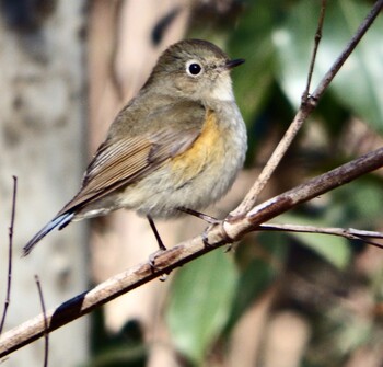 ジョウビタキ 秋ヶ瀬公園(野鳥の森) 2022年2月7日(月)