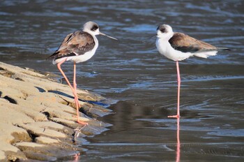 Black-winged Stilt 奈良県橿原市 Mon, 2/7/2022