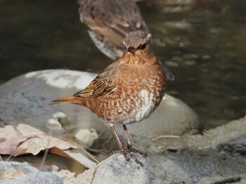 ハチジョウツグミ 大泉緑地 2022年2月6日(日)