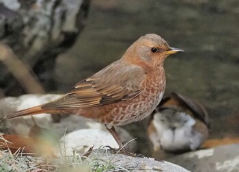 ハチジョウツグミ 大泉緑地 2022年2月6日(日)