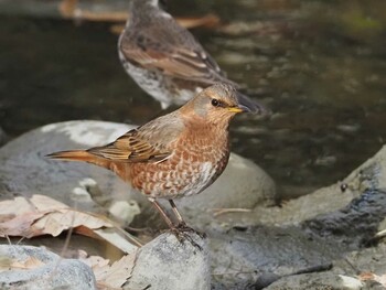 ハチジョウツグミ 大泉緑地 2022年2月6日(日)