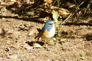 Red-flanked Bluetail 21世紀の森と広場(千葉県松戸市) Mon, 2/7/2022