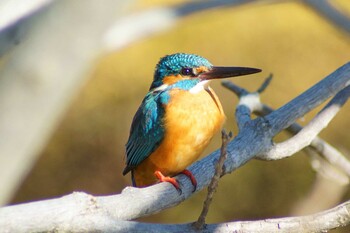 Common Kingfisher 21世紀の森と広場(千葉県松戸市) Mon, 2/7/2022