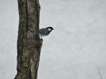 Japanese Tit 福井県大野市自然観察センター Sat, 1/21/2017