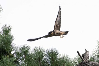 Eurasian Hobby Unknown Spots Mon, 8/21/2017