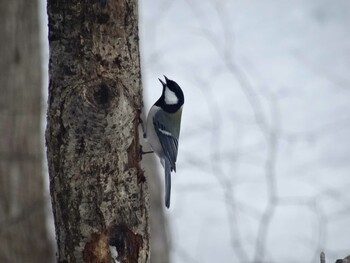 シジュウカラ 福井県大野市自然観察センター 2017年1月21日(土)