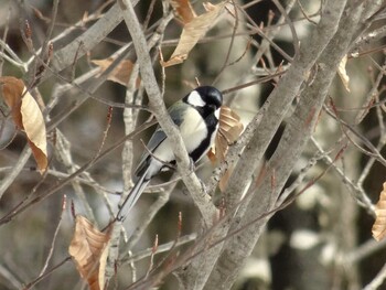 シジュウカラ 福井県大野市自然観察センター 2017年1月21日(土)