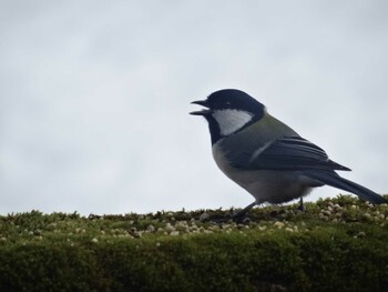 Japanese Tit 福井県大野市自然観察センター Sat, 1/21/2017