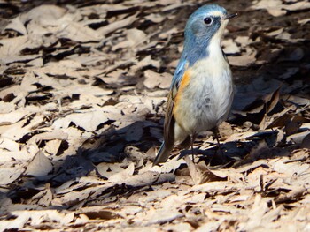 ルリビタキ 秋ヶ瀬公園(野鳥の森) 2022年2月7日(月)