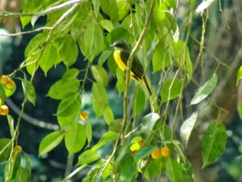 Social Flycatcher San Gerardo De Dota (Costa Rica) Unknown Date