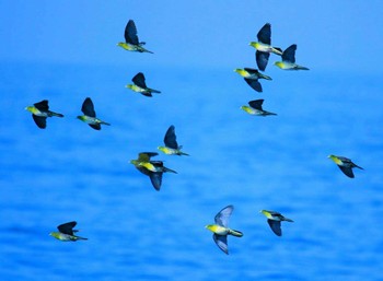 White-bellied Green Pigeon Terugasaki Beach Unknown Date