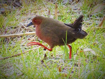 2022年2月7日(月) 舞岡公園の野鳥観察記録