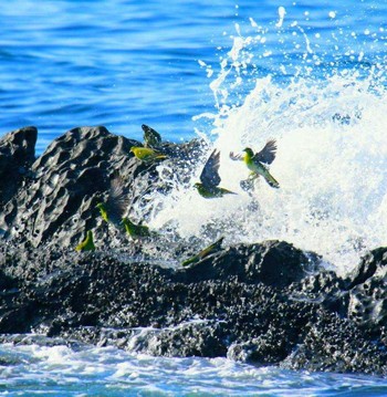 アオバト 大磯照ヶ崎海岸 撮影日未設定