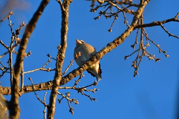 2022年2月7日(月) 長浜公園の野鳥観察記録