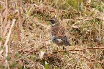 Sat, 2/5/2022 Birding report at 佐久間ダム湖親水公園