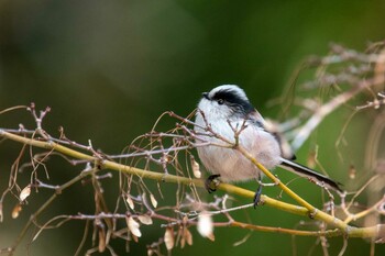 Long-tailed Tit Nara Park Mon, 2/7/2022