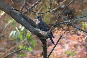 キジバト 明石公園 2021年12月12日(日)