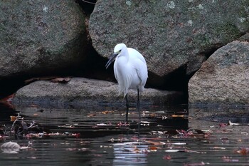 コサギ 明石公園 2021年12月12日(日)