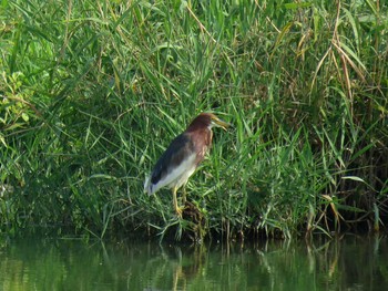 Chinese Pond Heron 愛知県 Unknown Date