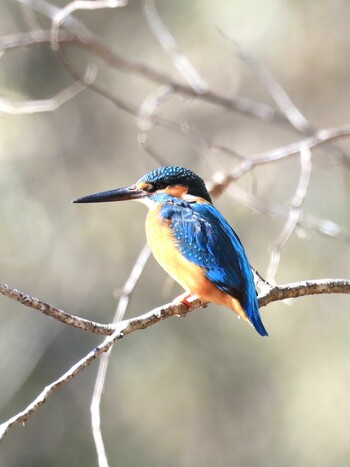 Common Kingfisher 武蔵丘陵森林公園 Mon, 2/7/2022