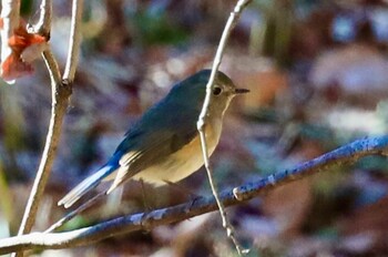 Red-flanked Bluetail 武蔵丘陵森林公園 Mon, 2/7/2022