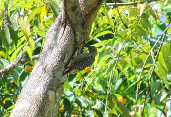 Hoffmann's Woodpecker San Gerardo De Dota (Costa Rica) Unknown Date