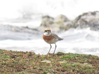 Siberian Sand Plover 静岡県 Unknown Date