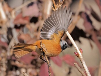 Daurian Redstart 玉敷公園 Mon, 2/7/2022