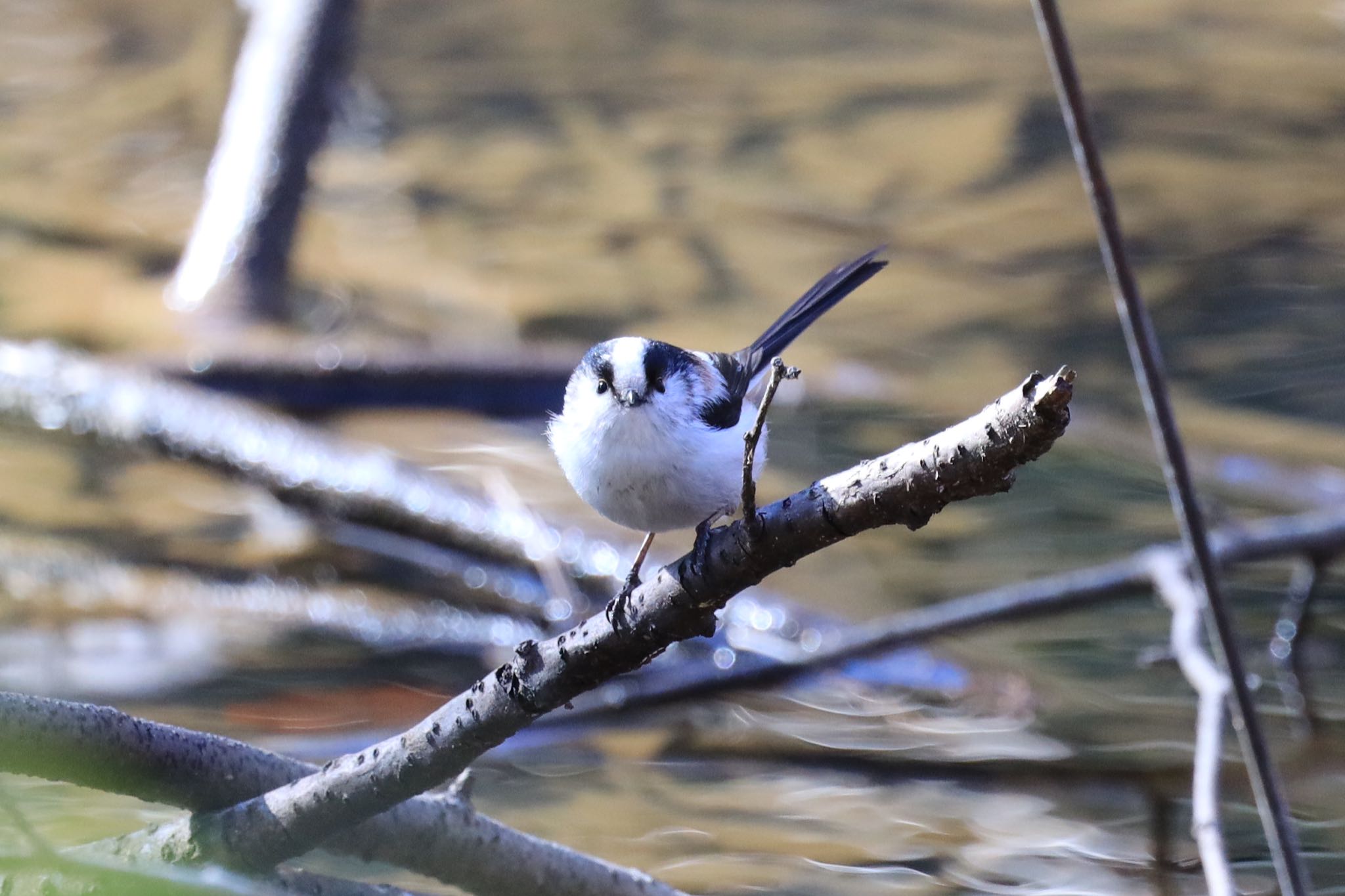 Photo of Long-tailed Tit at 武蔵丘陵森林公園 by Snow