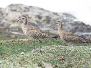 Eurasian Whimbrel 静岡県 Unknown Date