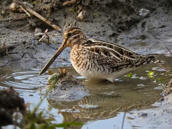 2022年2月7日(月) 奈良市水上池の野鳥観察記録