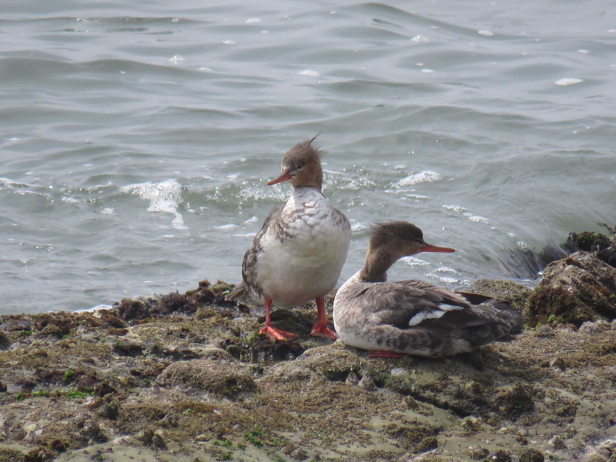 Photo of Red-breasted Merganser at 静岡県 by くーちゃる