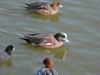 2022年2月7日(月) 大阪鶴見緑地の野鳥観察記録