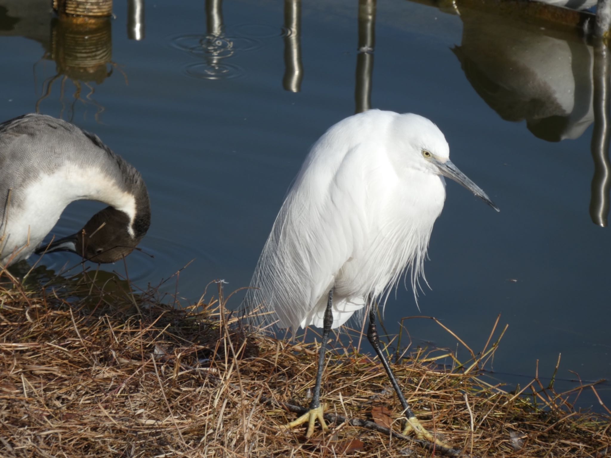 Photo of Little Egret at Osaka Tsurumi Ryokuchi by サンダーバード